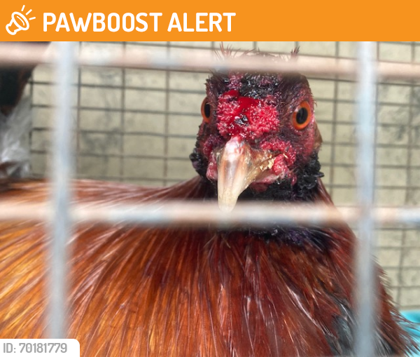 Shelter Stray Male Bird last seen IP X1 ROOSTER FROM CALLER'S DOG CRATE, Murfreesboro, TN 37129