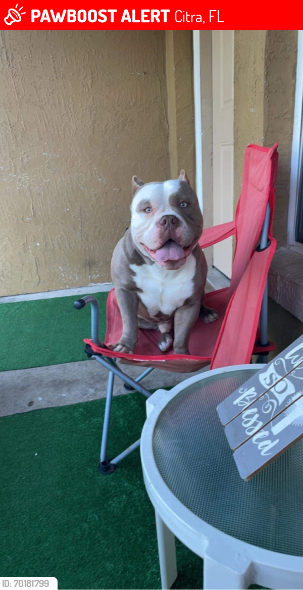 Lost Male Dog last seen Behind the family dollar in citra fl, Citra, FL 32113