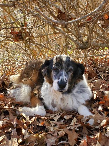Lost Female Dog last seen Between Brevard & Rosman NC, Transylvania County, NC 28712