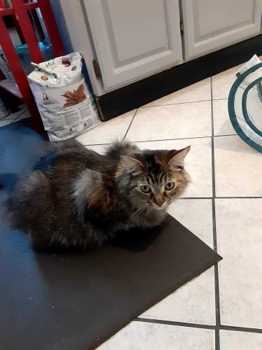Lost Female Cat last seen Near the tropical smoothie in san Marco in front of a big blue hse very important family pet and friend, Jacksonville, FL 32207