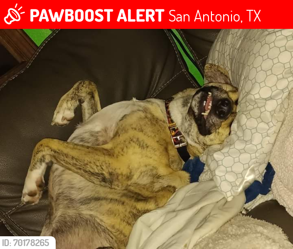 Lost Female Dog last seen Near interstate highway , San Antonio, TX 78227