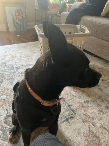 Lost Female Dog last seen Greenville country Club, Greenville, NC 27834
