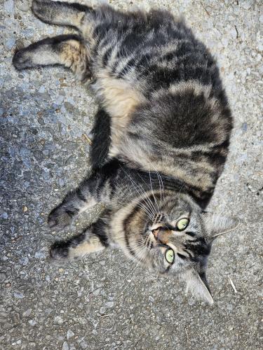 Lost Female Cat last seen bend rd, Salem rd, West rd, Clarksville, TN 37040