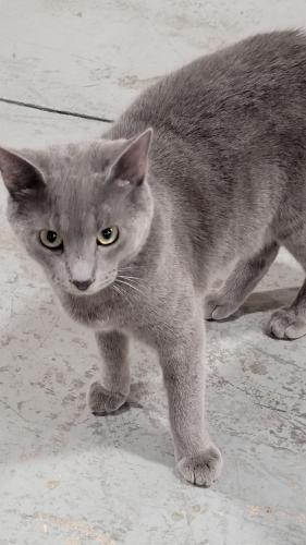 Lost Male Cat last seen Near Industrial Loop W./Bartlett Road, Orange Park, FL, Orange Park, FL 32073