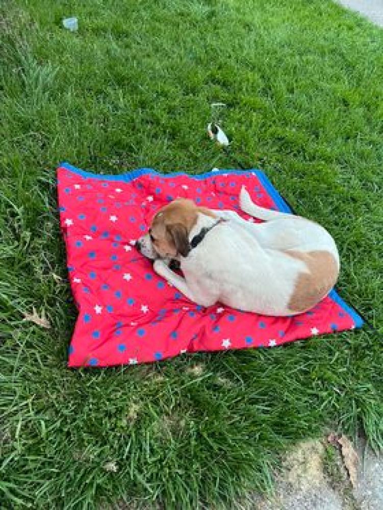 Shelter Stray Male Dog last seen , OH , West Chester Township, OH 45011
