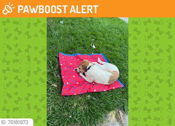 Shelter Stray Male Dog last seen , OH , West Chester Township, OH 45011