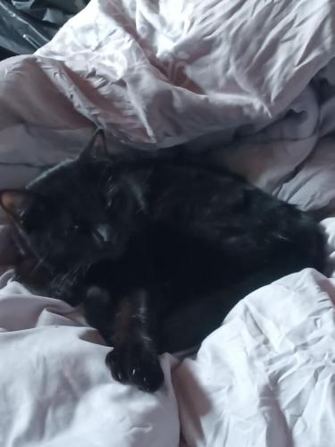 Lost Male Cat last seen Oasis springs and aspen, Rio Rancho, NM 87144