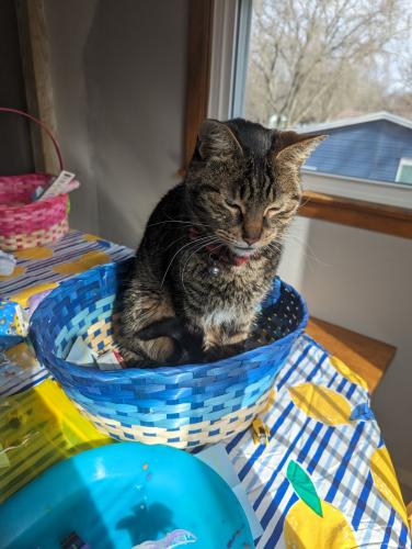 Lost Male Cat last seen Near Grove St and Hilltop trail, Fort Atkinson, WI 53538