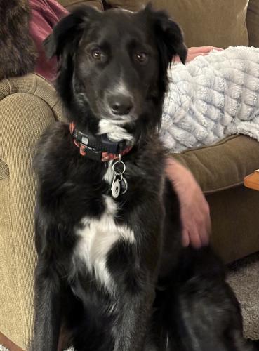 Lost Male Dog last seen Andover Blvd & Prairie Rd, Andover, MN 55304