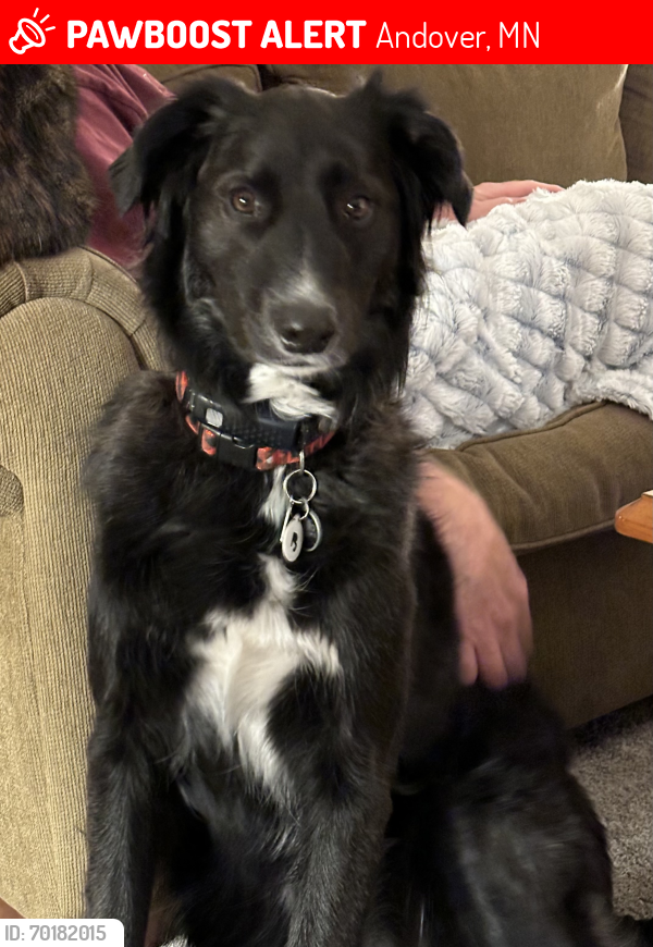 Lost Male Dog last seen Andover Blvd & Prairie Rd, Andover, MN 55304