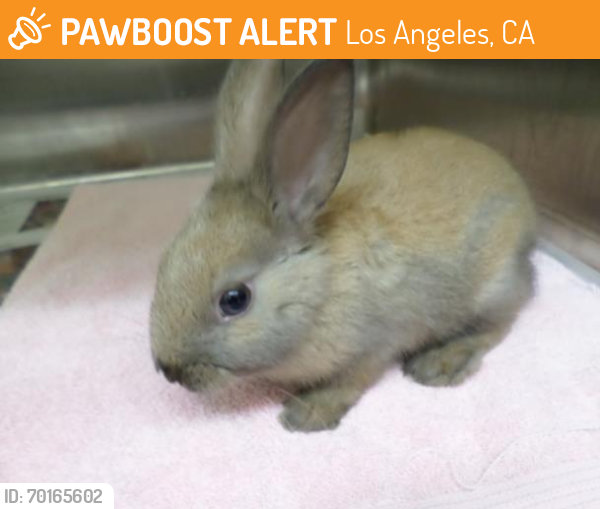 Shelter Stray Unknown Other last seen , Los Angeles, CA 90031