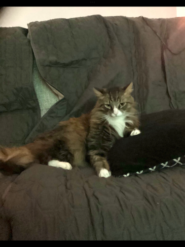 Lost Male Cat last seen By the gas station next too Greystone , Pensacola, FL 32514