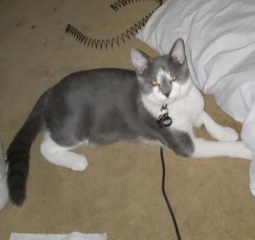 Lost Male Cat last seen Brook Trail Villages of Greenbrier, Columbia County, GA 30809