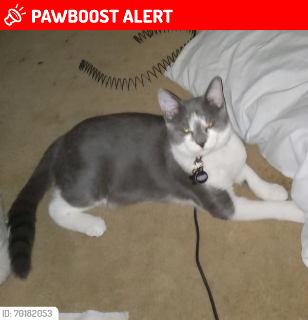 Lost Male Cat last seen Brook Trail Villages of Greenbrier, Columbia County, GA 30809