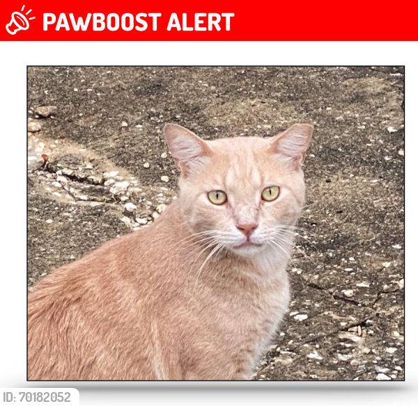 Lost Male Cat last seen Near Corporate Sq BIG TREE CROSSING INDUSTRIAL PARK, Seminole County, FL 32750