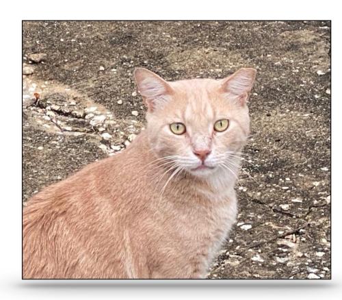 Lost Male Cat last seen Near Corporate Sq BIG TREE CROSSING INDUSTRIAL PARK, Seminole County, FL 32750