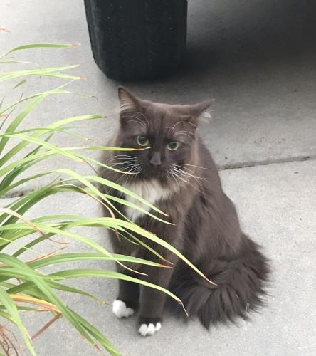 Lost Female Cat last seen Ash Ave/ E 22nd Street Greeley Colorado, Greeley, CO 80631