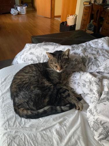 Lost Male Cat last seen North Ave. and Green Meadow Lane, Frankfort, IL 60423