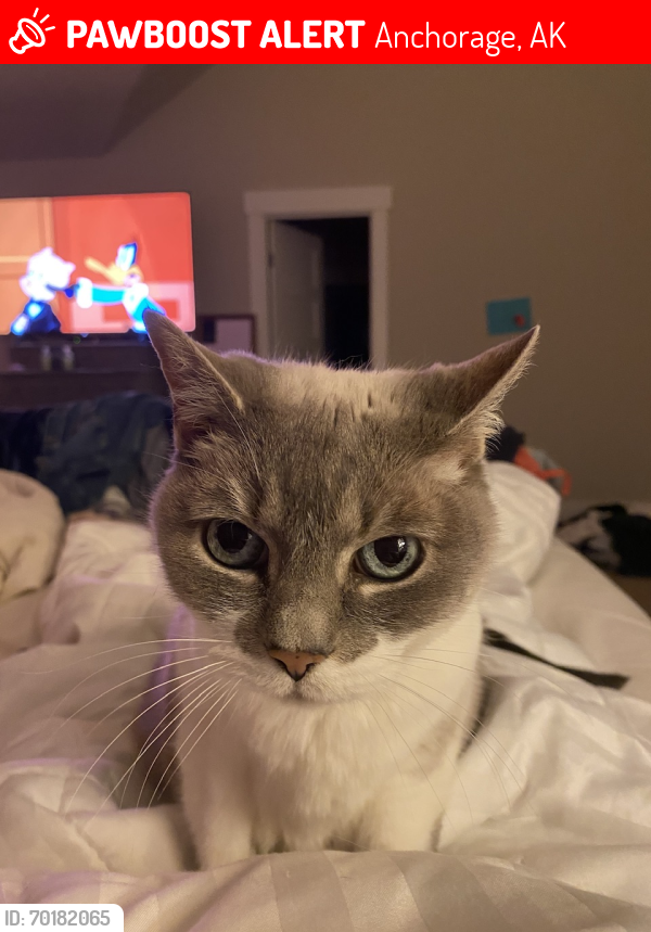 Lost Female Cat last seen MARSTON and Sonstrom turnagain , Anchorage, AK 99517