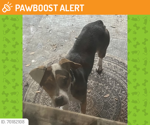 Shelter Stray Female Dog last seen San Antonio, TX 78229, San Antonio, TX 78229
