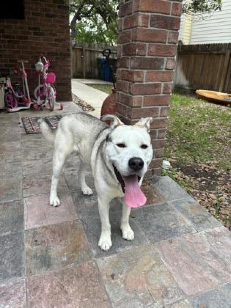 Shelter Stray Male Dog last seen San Antonio, TX , San Antonio, TX 78229