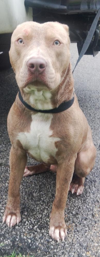 Shelter Stray Male Dog last seen Near S Ritcher Drive, LAFAYETTE, LA, 70501, Lafayette, LA 70507