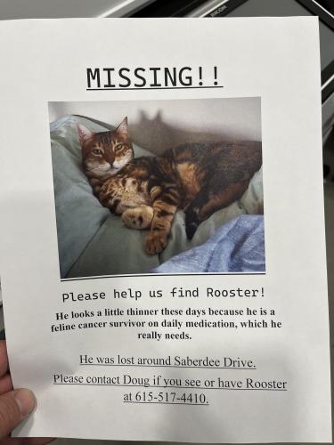 Lost Male Cat last seen Colonial Drive, Plantation, KY 40242