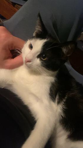 Lost Male Cat last seen He’s from the Oliver apmts on Burban by tigerland has a scar on hos left paw if you are facing him , Baton Rouge, LA 70820
