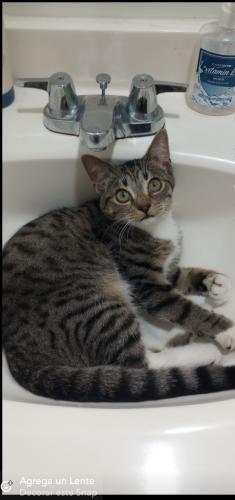 Lost Male Cat last seen Chillum Rd  , Hyattsville, MD 20783
