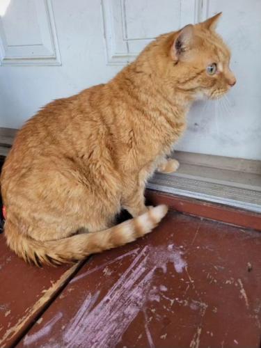 Lost Male Cat last seen Carriage hill Rd & handsome Dr, Wheeling, IL 60090