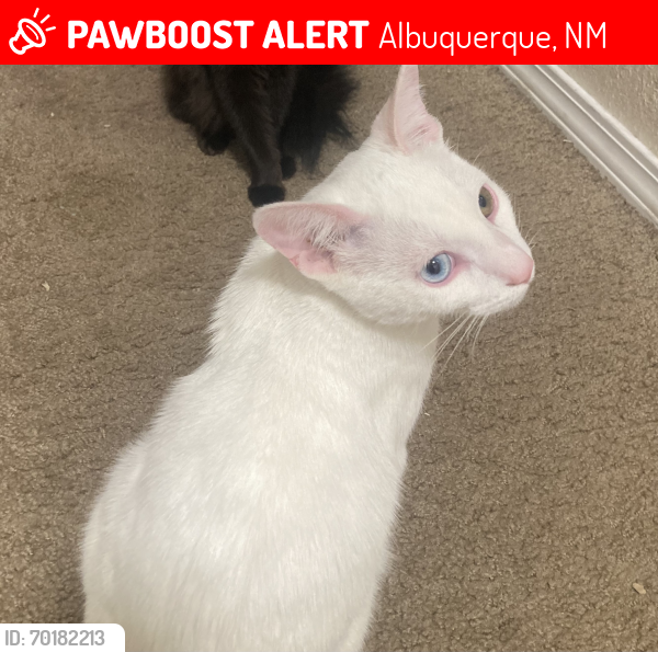 Lost Male Cat last seen Near chelwood park Albuquerque nm, Albuquerque, NM 87112