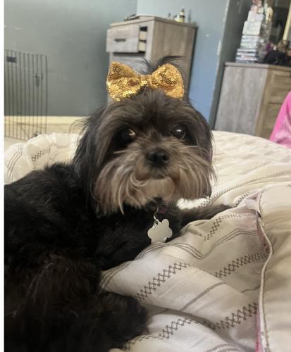 Lost Female Dog last seen 23rd ave, Gainesville, FL 32609