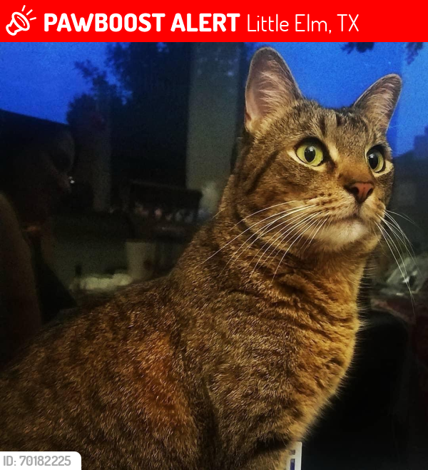 Lost Male Cat last seen Near blk Kiowa ct Little Elm, TX. 75068, Little Elm, TX 75068