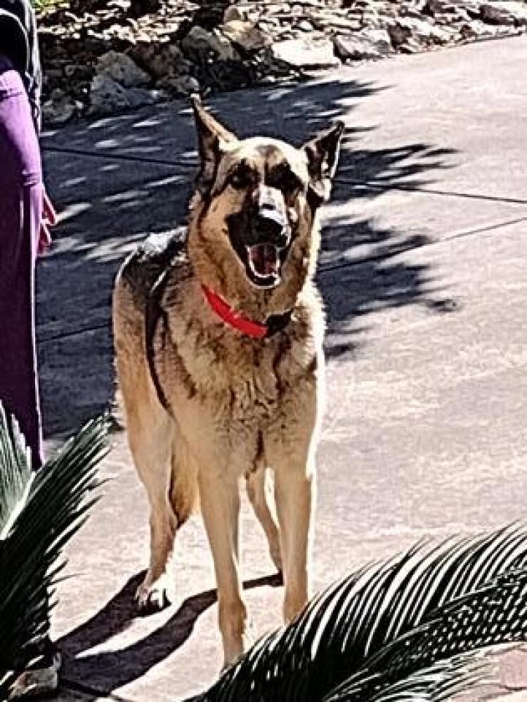 Shelter Stray Female Dog last seen Bell and Smokey Way 78217, San Antonio, TX, San Antonio, TX 78229