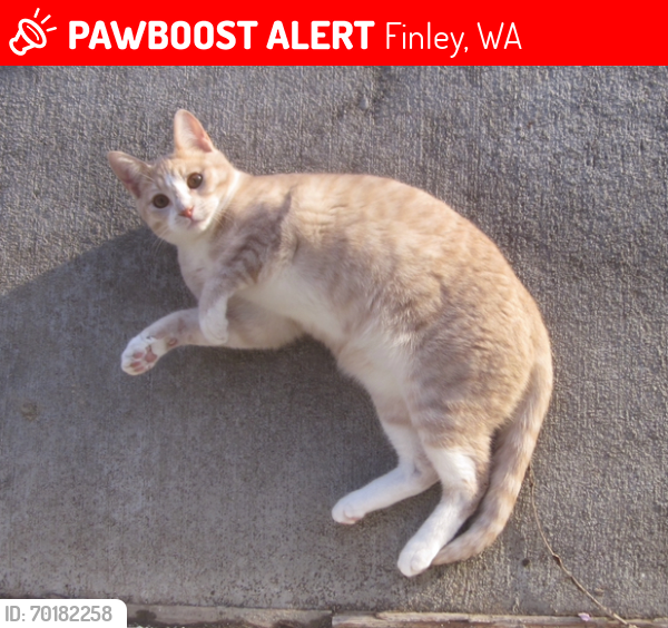 Lost Male Cat last seen S Dague Rd. Kennewick, WA 99337, Finley, WA 99337