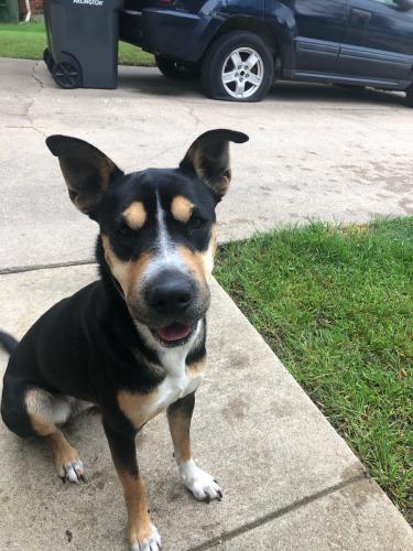 Found/Stray Female Dog last seen Harris , Arlington, TX 76012