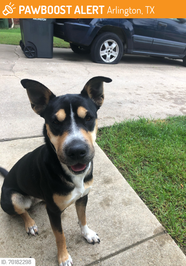 Found/Stray Female Dog last seen Harris , Arlington, TX 76012