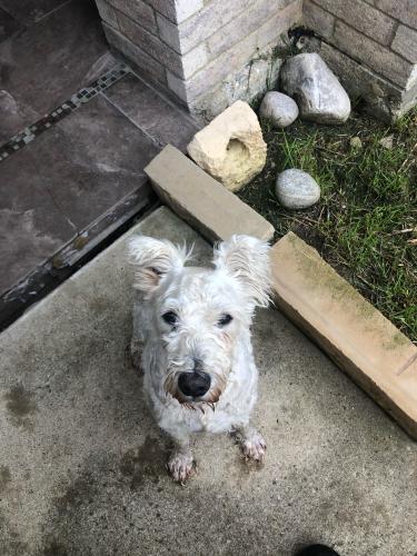 Found/Stray Male Dog last seen Harris, Arlington, TX 76012