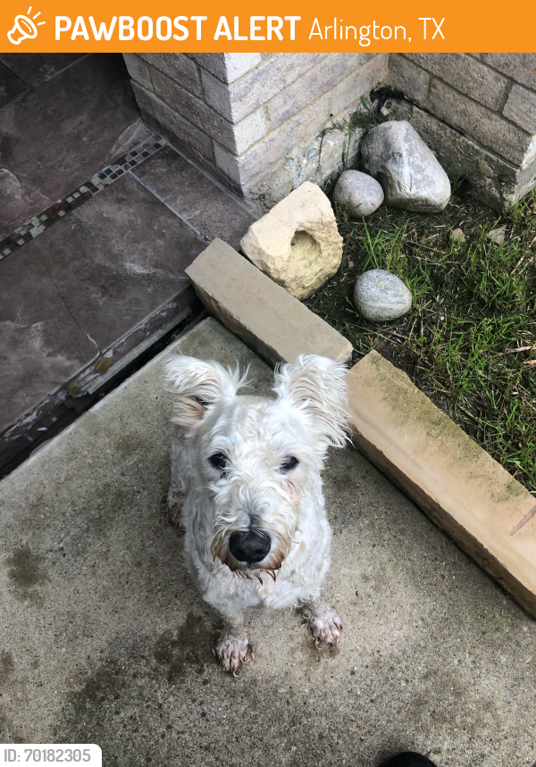 Found/Stray Male Dog last seen Harris, Arlington, TX 76012