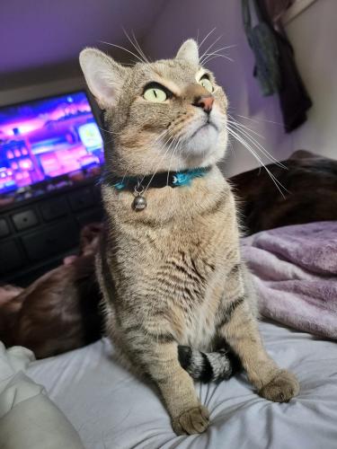 Lost Male Cat last seen 25th street and 2nd avenue north, Great Falls, MT 59401