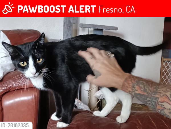 Lost Male Cat last seen Myers and Teilman, Fresno, CA 93706