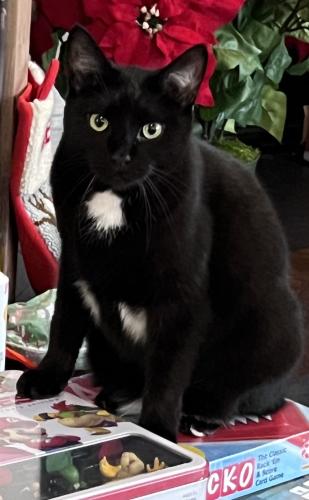Lost Female Cat last seen 113th St. & Sea Side Dr. (between Olio Rd./Florida Rd.), Fortville, IN 46040