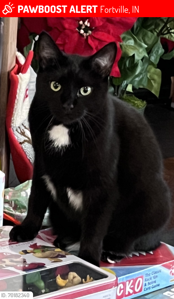 Lost Female Cat last seen 113th St. & Sea Side Dr. (between Olio Rd./Florida Rd.), Fortville, IN 46040