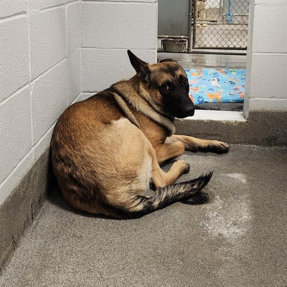 Shelter Stray Male Dog last seen Near BLOCK SPOOL LN, Huntsville, AL 35805