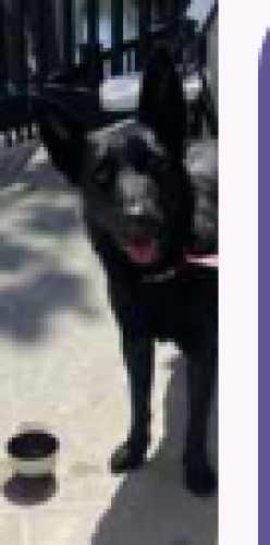 Lost Male Dog last seen Jefferson in Culver city , Los Angeles, CA 90056