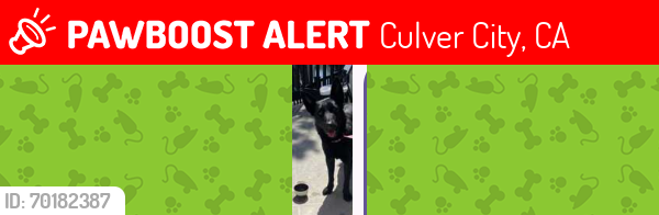 Lost Male Dog last seen Jefferson in Culver city , Los Angeles, CA 90056