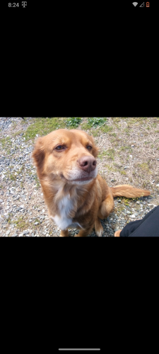 Lost Female Dog last seen Sandy cross citgo , Burlington, NC 27217