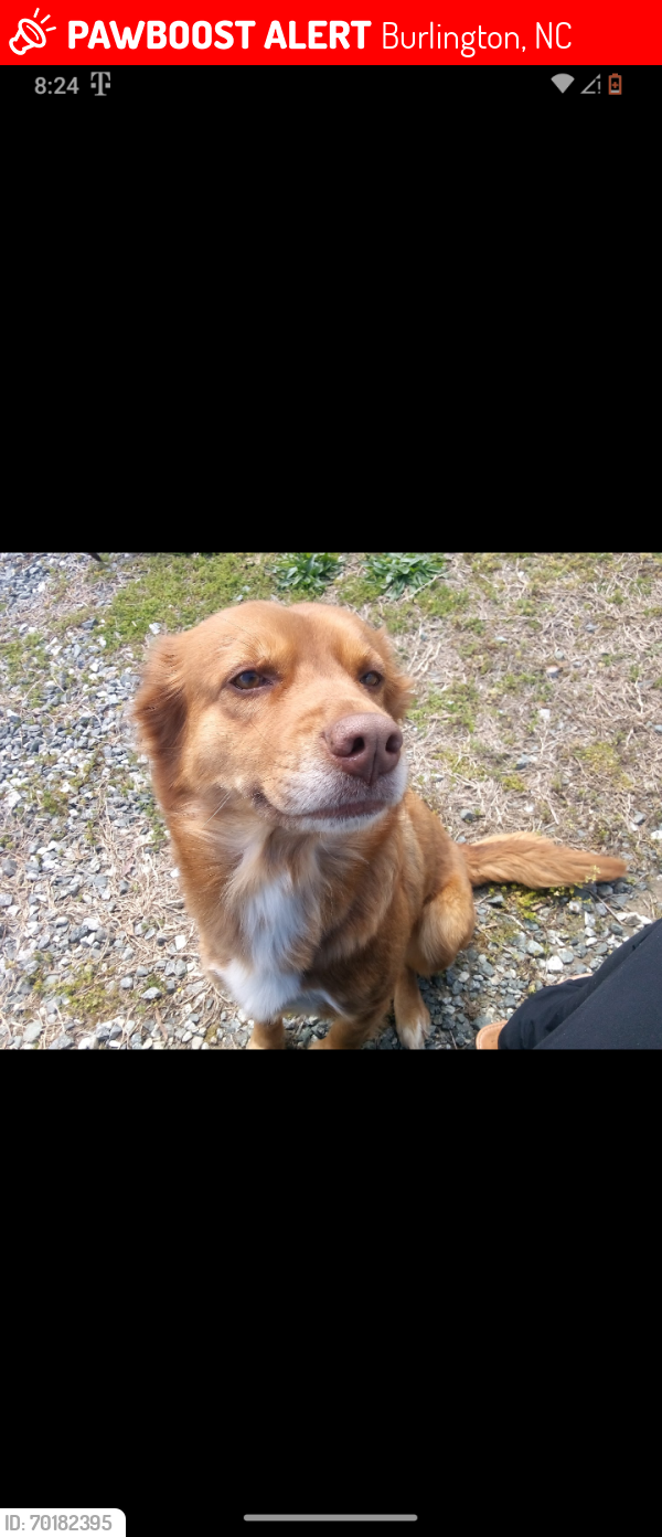 Lost Female Dog last seen Sandy cross citgo , Burlington, NC 27217