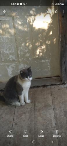 Lost Male Cat last seen Ft worth ave and vilbigg , Dallas, TX 75208