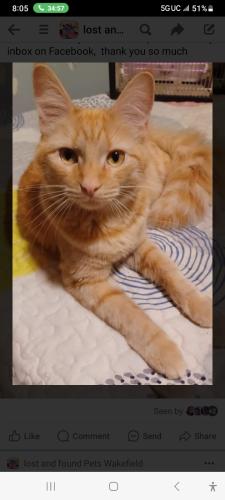 Lost Male Cat last seen Water and Wakefield ave , Wakefield, MA 01880